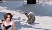 That's the cutest F thing I've ever seen - twitch 2019 rabbit meme