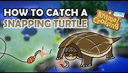 How to catch a SNAPPING TURTLE in Animal Crossing New Horizons [5,000 Bells - Detailed Fish Guide]