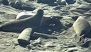 Elephant Seal Giving Birth -- Using "La-mash" Method -- With Help From Midwife (San Simeon/Cambria)
