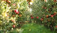 Apple Picking in Georgia: The 8 Best Orchards and Farms