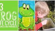13 Frog Life Cycle Resources and Printables