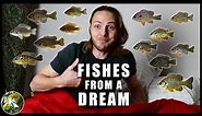 I made a sunfish guide! + NEW CHANNEL IS OUT!