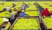 California Farmers Harvest At 25.3 Million Acres Of Farmland This Way - Farming Documentary