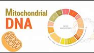 Mitochondrial DNA | mtDNA | All Mitochondrial genes detail