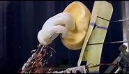 Mr. Potato Head Animatronic Inner Mechanism And Mask Sculpting Clips • Disney +