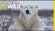 Polar Bears 101 | Nat Geo Wild