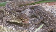 Brown Anole Lizards Fighting, and Hissing (Turn Volume Up)