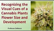 Recognizing the Visual Cues of a Cannabis Plants Flower Size and Development