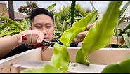 E4: How to Grow Dragon Fruit From Cutting to Fruit