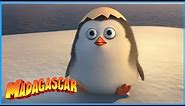 The Very Best of Private | DreamWorks Madagascar | Compilation | Penguin of Madagascar