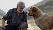 Meet Buck, the big-hearted dog from new movie 'The Call of the Wild'