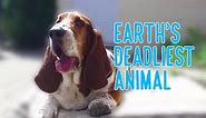 earth's deadliest animal: basset hound