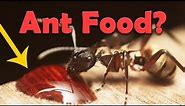 What to feed your pet ant colony