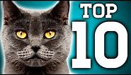 Awesome! 10 Cat Facts You Need to Know | Earth Unplugged
