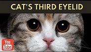 Unlocking the Secret of the Cat's Third Eyelid | Cats Facts