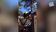 Bears Doing Funny Things