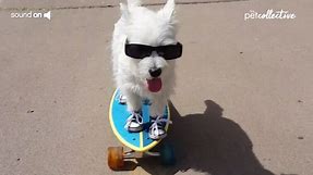 Cool Dogs