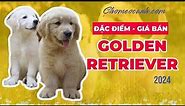 Chó Golden Retriever - Thông tin, cách nuôi? Bảng giá chó Golden 2024, mua bán ở đâu? Chomeocanh.com