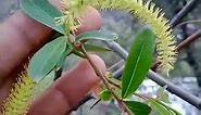 4. Salix alba || Plants Identification
