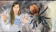 10 CLASSIC SPECIES every tarantula collection needs