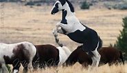 Wild Horses ... Mustangs of Oregon