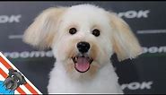 Learn how to groom a maltipoo - Why is this maltipoo pup fussing?