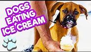 Adorable Dogs Eating Ice Cream | Funny Dog Compilation | #thatpetlife