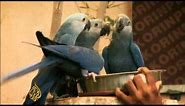 Spix Macaw on brink of extinction