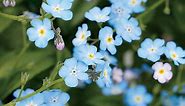 Your Guide to Forget-Me-Nots