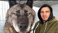THE BIGGEST WOLF IN THE WORLD