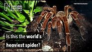 Is this the world's heaviest spider? | Natural History Museum