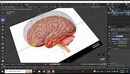 Modeling Brain in Blender (Part 1 of 2)