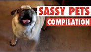 "World's Funniest" Sassy Pets (Funny Compilation!)