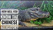 Chinese Alligator || Description, Characteristics and Facts!