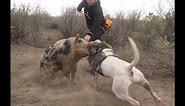 Wild Boar Hunting with dogs Action Compilation part 2