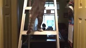 Cat falls off ladder