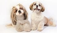 Shih Tzu Names - Adorable To Awesome Ideas For Naming Your Puppy