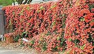 QAUZUY GARDEN 20 Seeds Rare Red Hummingbird Trumpet Creeper Vine Seeds Campsis Radicans Perennial Hardy Flower - Showy Privacy Screen- Easy to Grow & Maintain