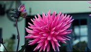 PlantHaven Video - Dahlia ELECTRO™ Pink