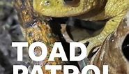 Saving toads from the roads 🐸🚗🤗 Read more about Henley Toad Patrol's toad-ily excellent work: https://bbc.in/489ZghX | BBC Radio Oxford