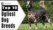 World's Ugliest Dog - Top 10 Ugliest Dog Breeds in the World