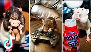 Tik Tok Funny Rats Compilation | Trained Rats Playing | Cute Rats | Rats Stealing Food 🧀🐭