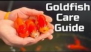 Beginner Goldfish Care Guide