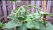 Growing peas in my backyard garden - Texas cream 40, Kids in the garden series
