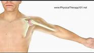 What is a Frozen Shoulder (Animation)