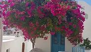 Beautiful Greece and its bountiful Bougainvilleas! The most beautiful flower of the Mediterranean 🌺