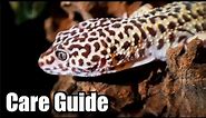 Complete Leopard Gecko Care Guide | 2020
