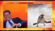 News Anchor Laughs at Cat for 23 Seconds