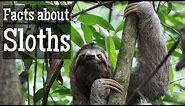 Sloth Facts for Kids | Classroom Learning Video