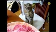 Cat Standing Up On Two Legs Compilation